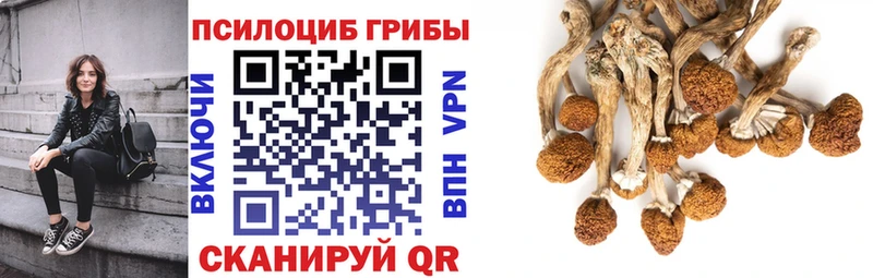 Псилоцибиновые грибы Cubensis  хочу   Белая Калитва 